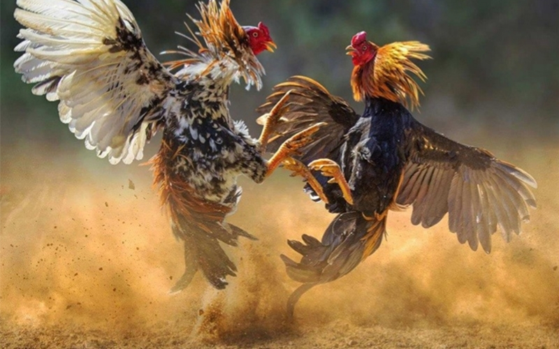 Đánh giá khả năng chịu đòn và phục hồi