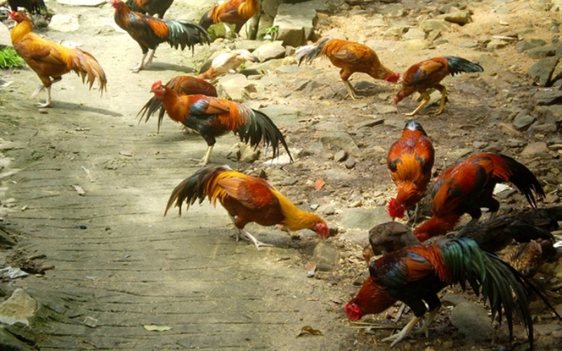 Cách nhận biết các dòng gà quý hiếm tại Đông Nam Á