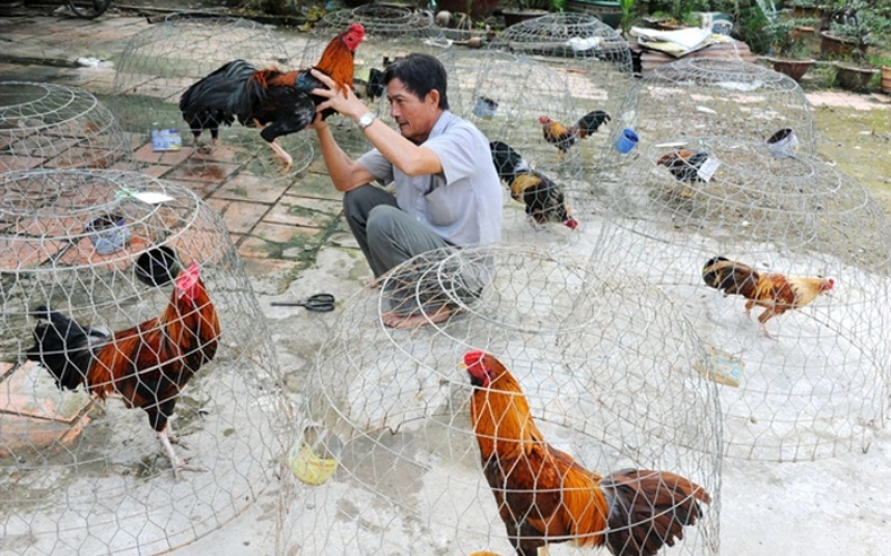 Kinh nghiệm chọn mua gà giống quý tránh bị lừa