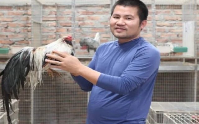Kinh nghiệm đánh giá thể lực gà chiến qua các chỉ số cơ bản