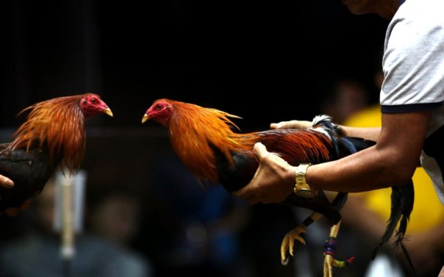 Kỹ thuật huấn luyện gà chọi bền bỉ