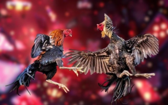 Nghệ thuật chăm sóc lông và cựa giúp gà tăng phong độ