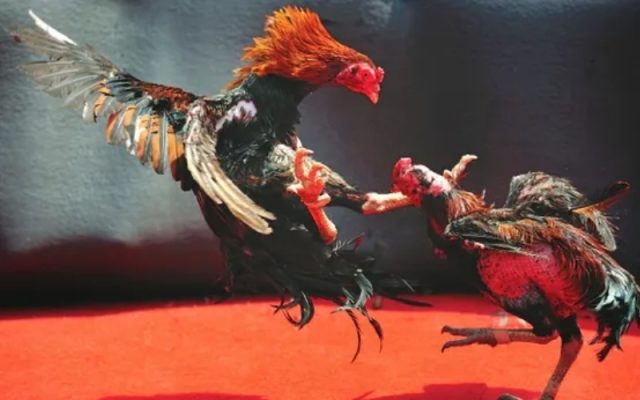 Nghệ thuật xem vảy gà chuẩn xác từ các chuyên gia